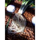 Spring Onion roots in barrel system
